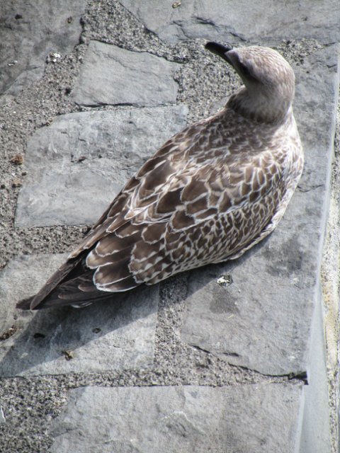 Моя Италия. Часть 2 - Леванто, Манарола