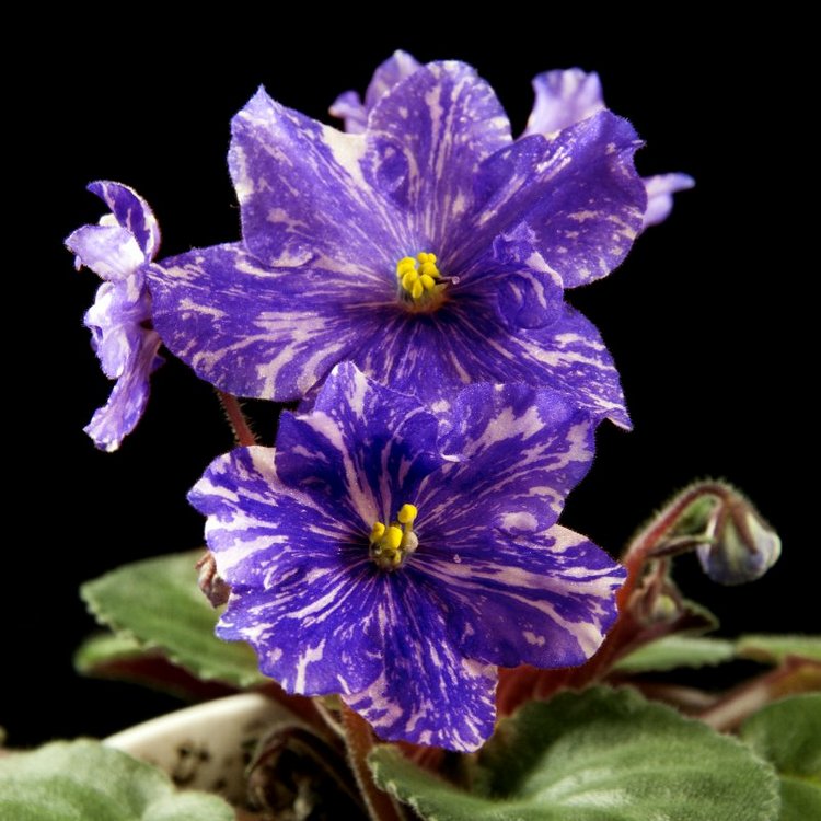 Еще немного о сумасшествии (фото 6)