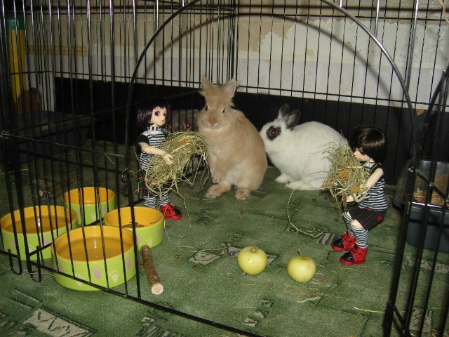 Юннаты - Рен и Ран — Куклы Dollzone (Доллзон): BJD (БЖД) (фото 4)