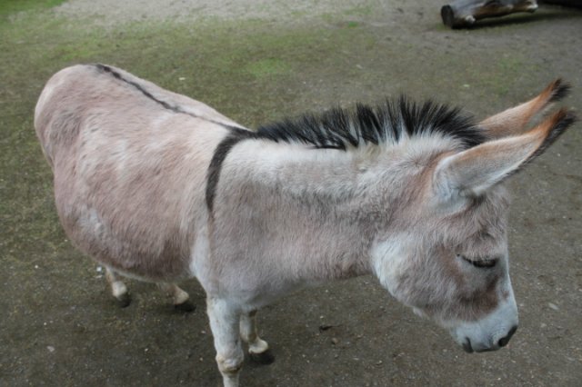 Раз, два, три, четыре, пять... Вышел ослик погулять | Бэйбики Раз, два, три, четыре, пять... Вышел ослик погулять
