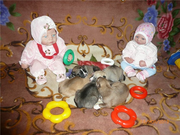 Куклы и собаки. Радость в нашем доме (фото 4)