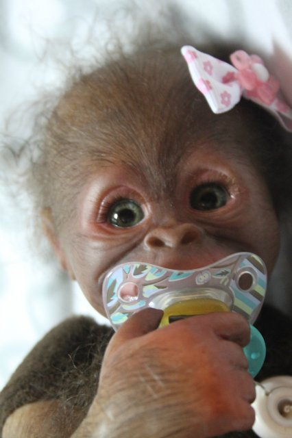 Бонька, обезьянка реборн Элины Кудрявцевой (фото 10)