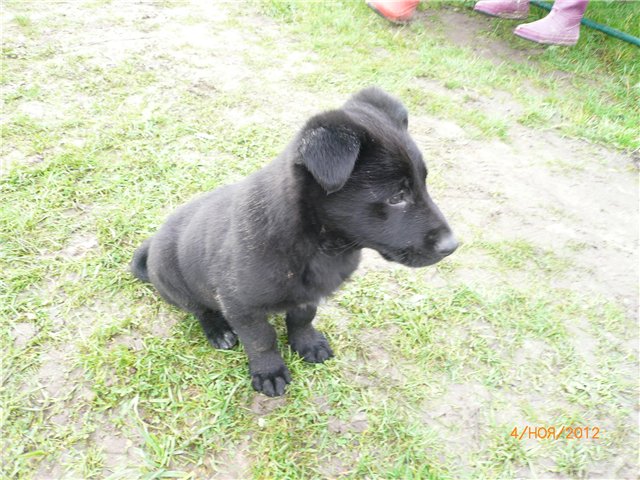 Кукла Адора - мое Солнышко (фото 10)