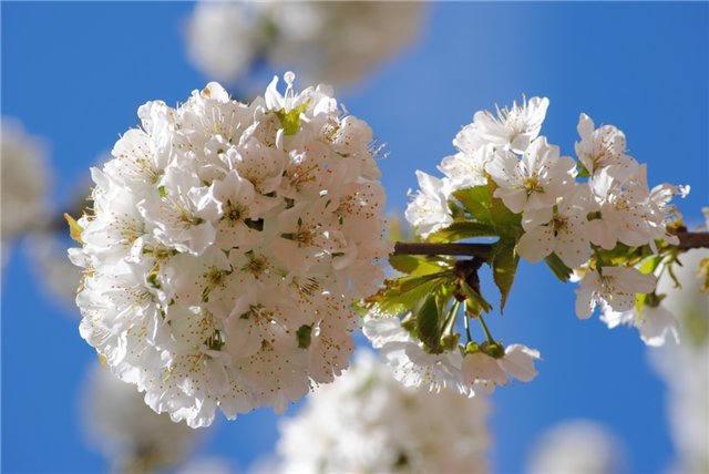 Ах как же хочется весны... Весна от Томаса Беккера (Thomas Baecker)