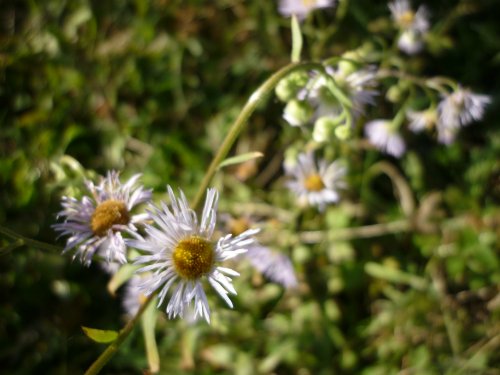 Золотая осень. Старый Оскол, Белгородская область