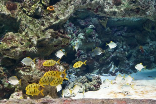 Воронежский океанариум — Туризм и путешествия: фотоотчеты из поездок