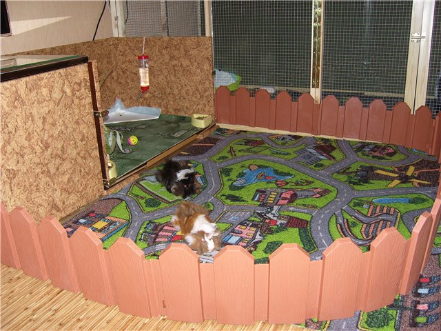 Мои любимые свинтусы Арлекин, Домино, Кёрли и Кума (фото 10)