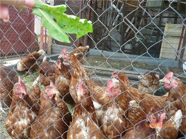 Мои позитивчики — Домашние коллекции кукол: фото собраний