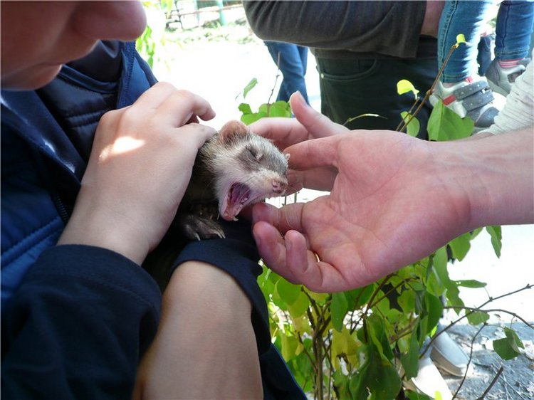 Давайте знакомиться! Мусенька - Realpuki Kaka Basic;)