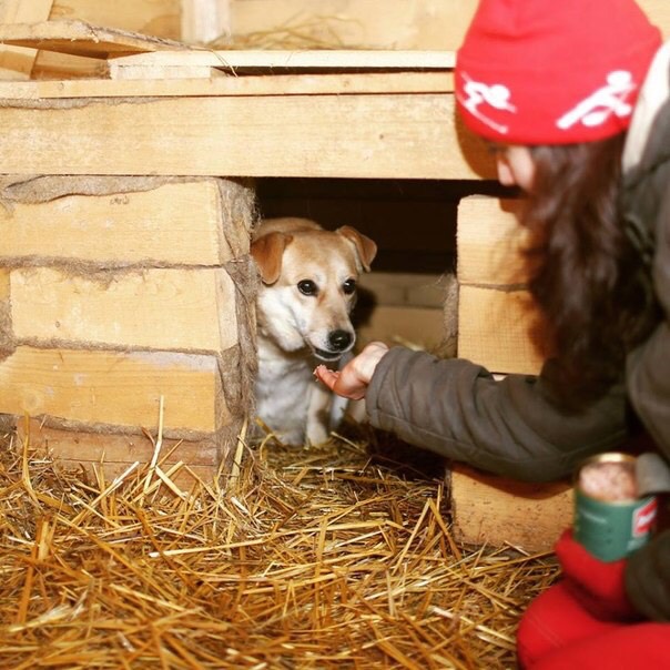 Купить очередной наряд куклене? Или...частный приют для собак "Зов предков" | Бэйбики Купить очередной наряд куклене? Или...частный приют для собак "Зов предков"