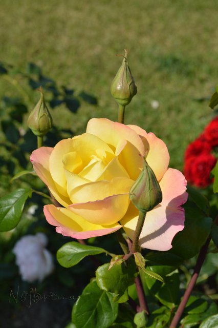 Питер - самый лучший город на земле! Вихтель Rosemarie Anna Muller