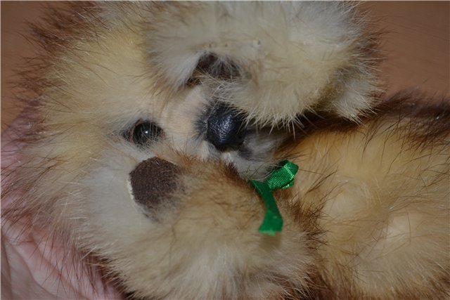 Ура!!! Лешенька приехал — Домашние фото авторских игрушек: Тедди