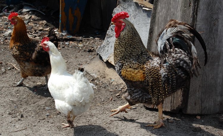 Помошница, хозяюшка Олюшка (Bettina Feigenspan-Hirsch / Zapf )