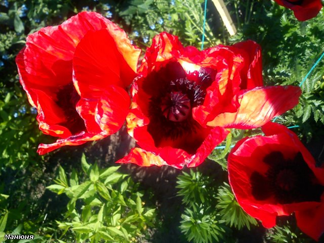 Манюнькино лето-1 PukiFee Ante (фото 5)