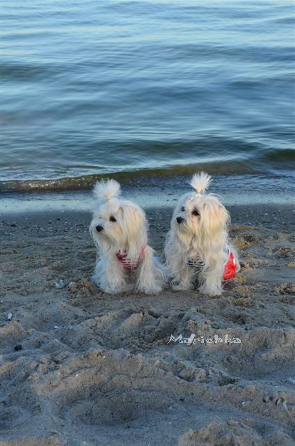 Ассоль-ки. Куколка Ann Estelle от Tonner