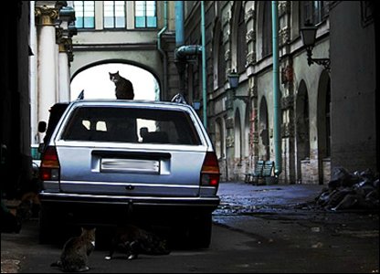 «Мяу» особого назначения или Весенняя кошкотерапия (фото 10)