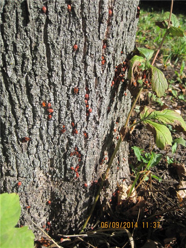 Алёнка, моя куколка Paola Reina