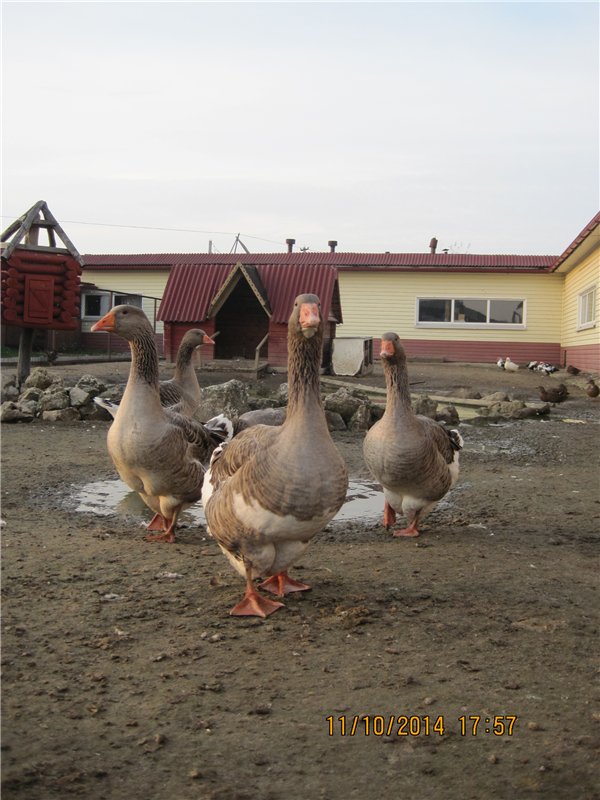 Дружок — Интересные игрушки и фигурки (разное): редкие