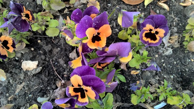 Сочи-парк, или, Русский Диснейленд. Часть 2