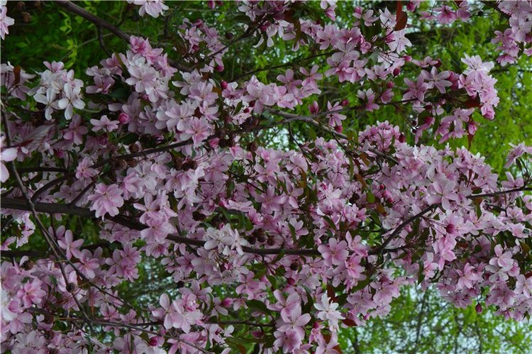 Цветение вишни — Одежда и обувь для кукол своими руками: фото (фото 9)