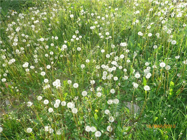 Беляночка. Кукла в окружении природы (фото 4)