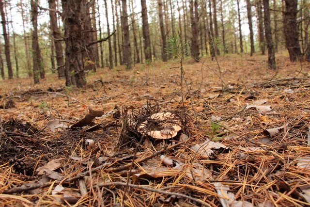 По грибы. Бузулукский бор