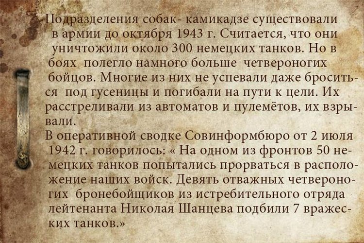 Собаки-бойцы, герои Великой Отечественной войны (фото 5)