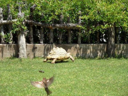 Испанские рассказы. Часть 2. Для чего козе баян? (Биопарк в Валенсии) (фото 2)