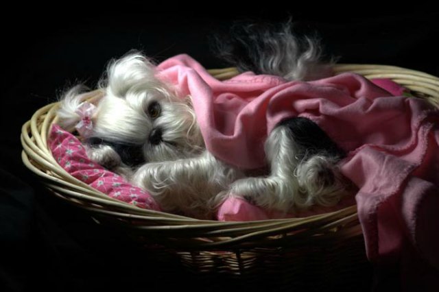 Маленький Ши-цу из молда "Принцесса"(мопс).Работа американского мастера