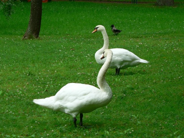 Тучи брызг моря.... Петергоф