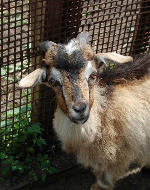 Помошница, хозяюшка Олюшка (Bettina Feigenspan-Hirsch / Zapf )