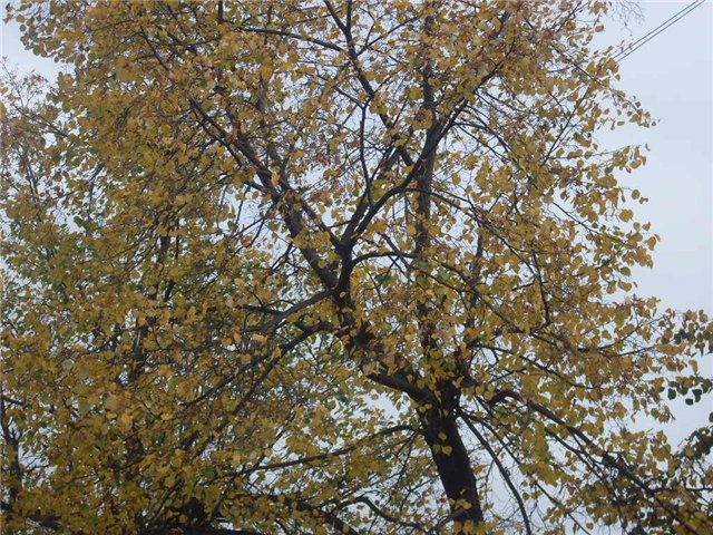 Моя подруга Осень. Коллекционная кукла