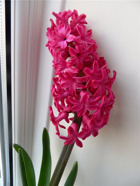 Люблю тебя, английская деревня