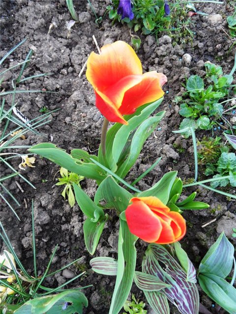 Люблю тебя, английская деревня