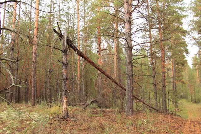 По грибы. Бузулукский бор