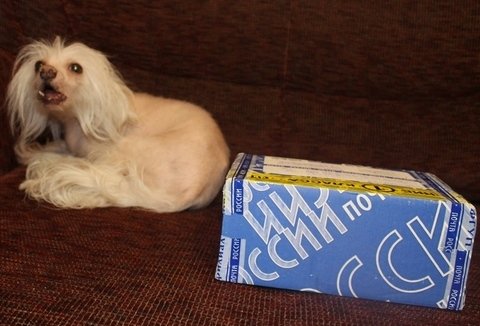 Как мы встречали братишку Гошу! (Цветуля-2). Fairies, Dollzone