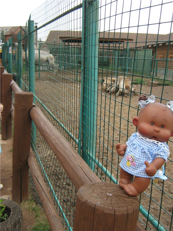 Пупсы Nines Artesanal D'Onil в Ижевском зоопарке