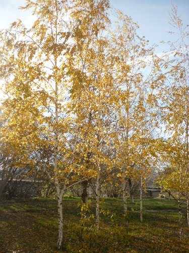 Золотая осень. Старый Оскол, Белгородская область