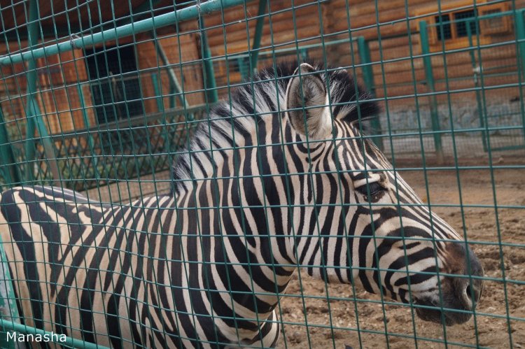 Как Майка в зоопарк ходила. pukiFee Ante Fairyland | Бэйбики Как Майка в зоопарк ходила. pukiFee Ante Fairyland