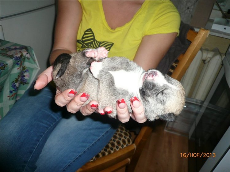 Куклы и собаки. Радость в нашем доме