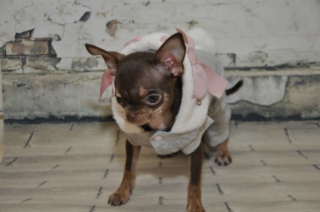 Лайла (Кайе Виггз) с Феней (чишечка). Надеюсь, что любителей собачек на сайте также много, как и поклонников кукол от Кайе