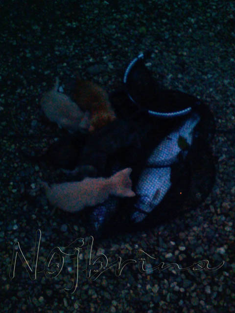 Осенняя поездка. Куклы Gotz и Berenguer