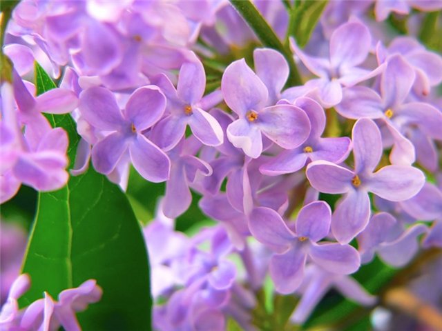 Цветочные наряды для волшебной девочки Пуки Фи Мио (фото 10)