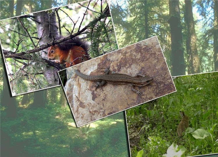 Национальный парк "Зюраткуль". ( 1ч. Хребет "Зюраткуль")