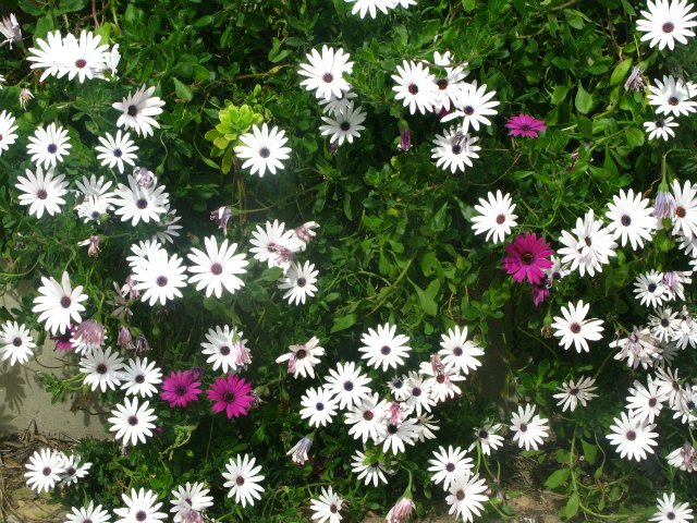 Кусочки моей Греции — Болталка и разговоры обо всем: жизнь (фото 9)