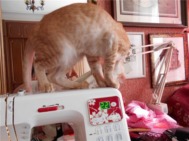 Как я с помощниками шила наряд для Аделины (фото 6)