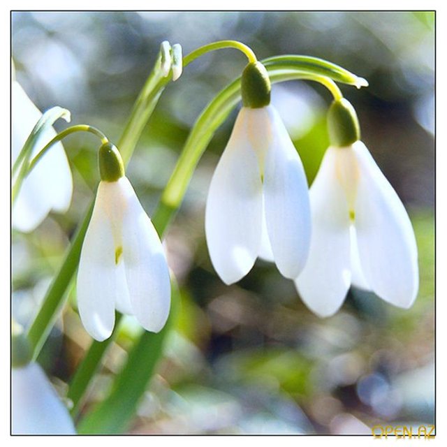 Ах как же хочется весны... Весна от Томаса Беккера (Thomas Baecker)