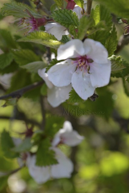 Яркие краски. Вихтели Rosemarie Anna Muller (фото 7)