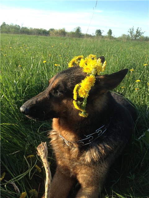 Аленький цветочек, сказка