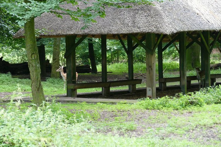 Hirschpark Hamburg. Олений парк. ВИДЕО